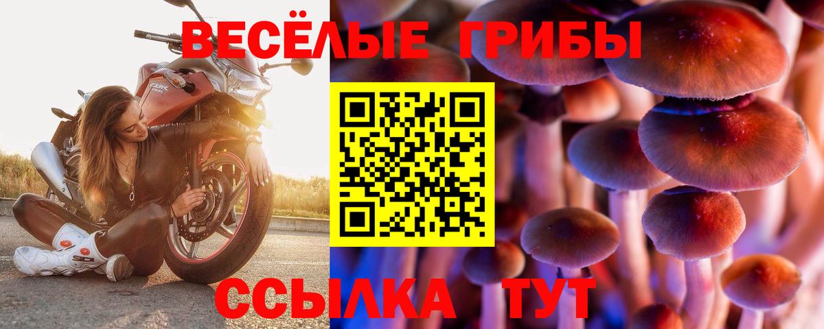 Галлюциногенные грибы Psilocybine cubensis Котлас